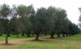 Salento Regional Park Apulia South Italy