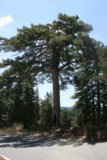 La Sila National Park Calabria South Italy